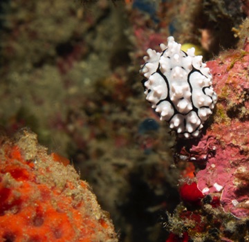 Nudibranch
